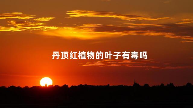 丹顶红植物的叶子有毒吗 丹顶红植物的叶子有毒吗