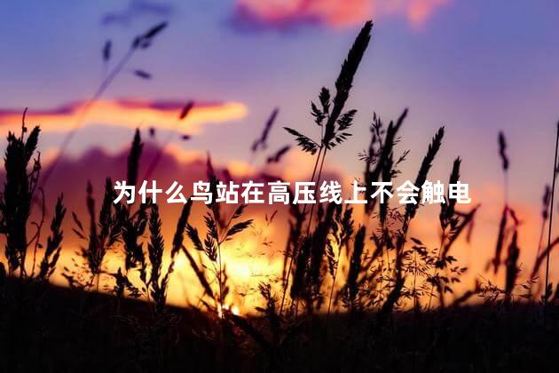 为什么鸟站在高压线上不会触电 为什么鸟站在高压线上不会触电