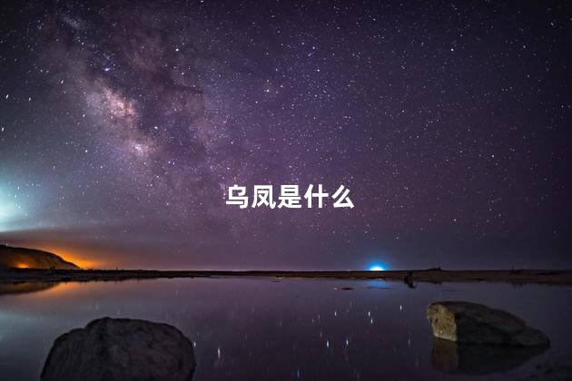 乌凤是什么