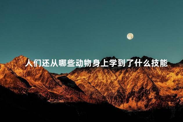 人们还从哪些动物身上学到了什么技能