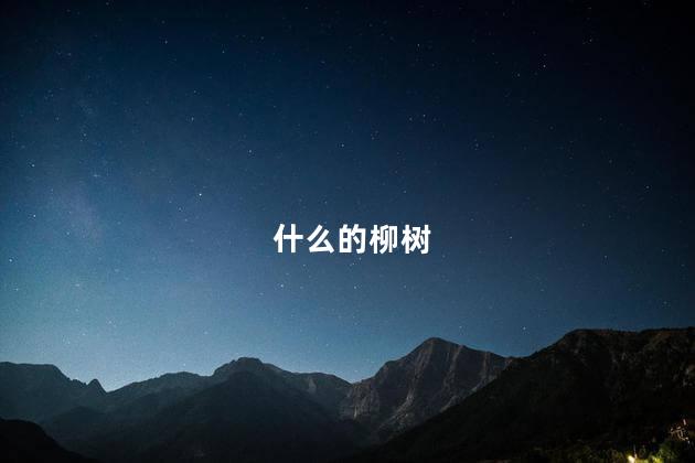 什么的柳树 什么的柳树