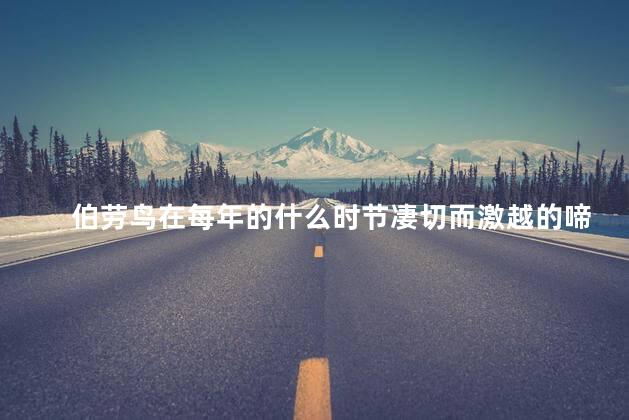 伯劳鸟在每年的什么时节凄切而激越的啼叫 伯劳鸟在每年的什么时节凄切而激越的啼叫