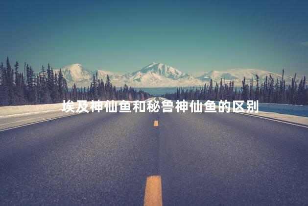 埃及神仙鱼和秘鲁神仙鱼的区别