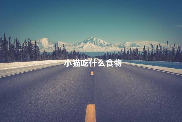 小猫吃什么食物 小猫吃什么食物