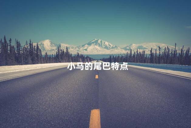 小马的尾巴特点