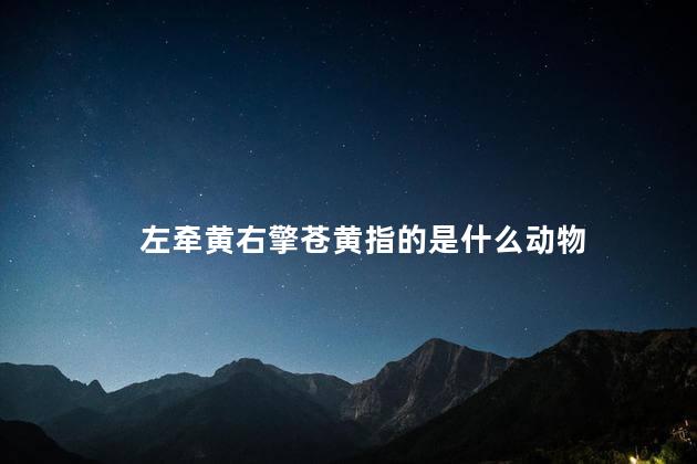 左牵黄右擎苍黄指的是什么动物 左牵黄右擎苍黄指的是什么动物