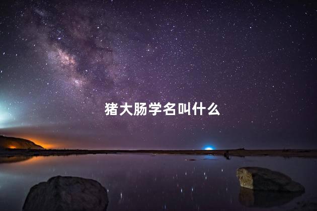 猪大肠学名叫什么