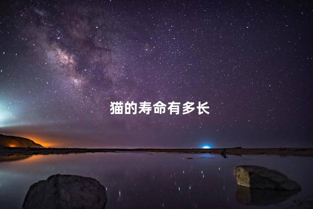 猫的寿命有多长 猫的寿命有多长