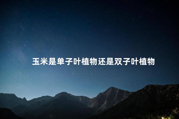 玉米是单子叶植物还是双子叶植物 玉米是单子叶植物还是双子叶植物