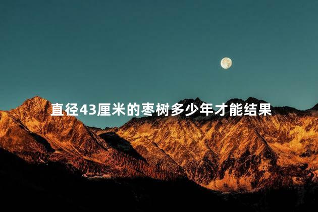 直径43厘米的枣树多少年才能结果