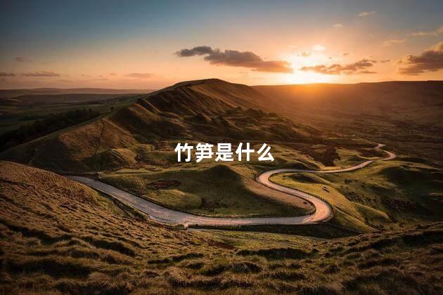 竹笋是什么