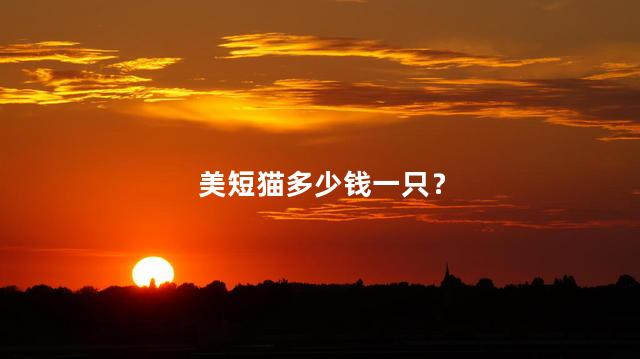 美短猫多少钱一只？