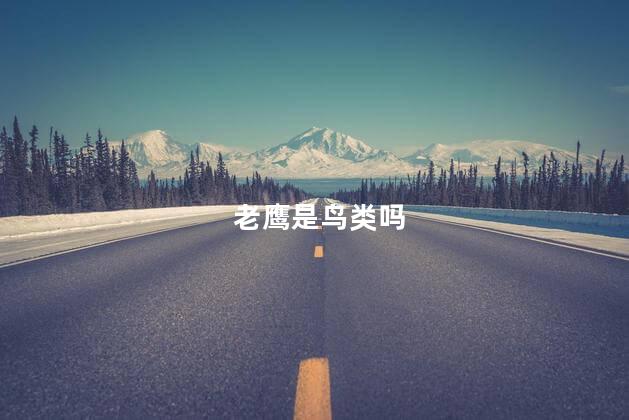 老鹰是鸟类吗 老鹰是鸟类吗