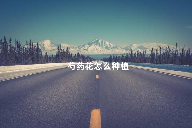 芍药花怎么种植