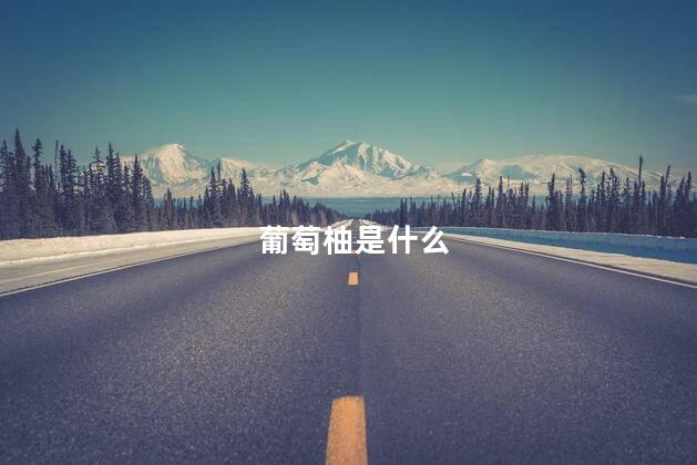 葡萄柚是什么