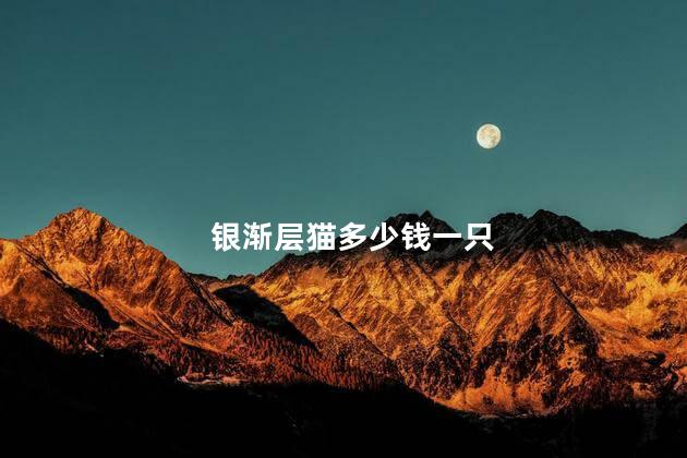 银渐层猫多少钱一只