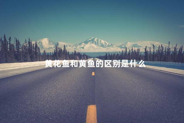 黄花鱼和黄鱼的区别是什么 黄花鱼和黄鱼的区别是什么